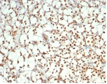 PAX2 Antibody
