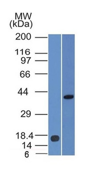 PAX2 Antibody