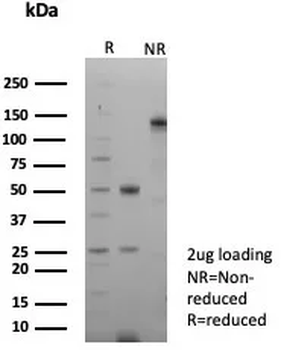 GFAP Antibody