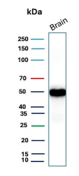 GFAP Antibody