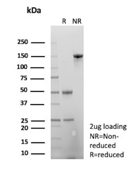 APP Antibody