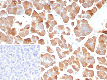 PNLIP Antibody