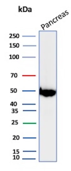 PNLIP Antibody