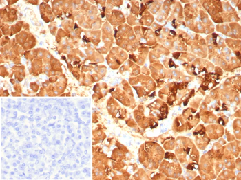 PNLIP Antibody