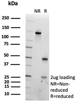 PNLIP Antibody