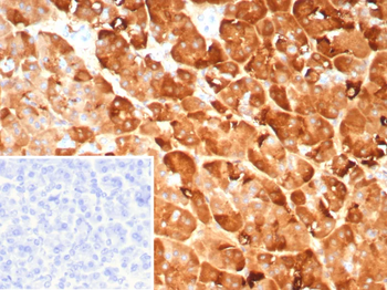 PNLIP Antibody