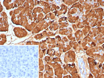 PNLIP Antibody