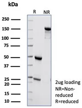 PNLIP Antibody