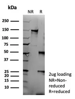 FAS Antibody