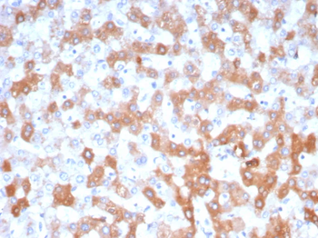 APOH Antibody
