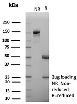 APOH Antibody