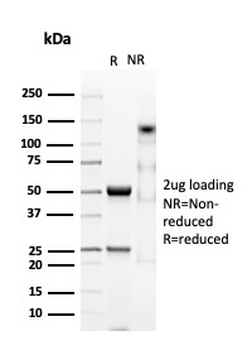 CD38 Antibody