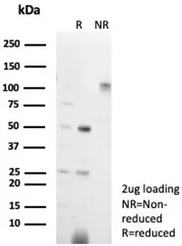 CD3G Antibody