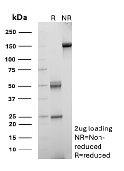 HMMR Antibody