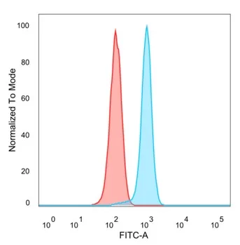WTAP Antibody