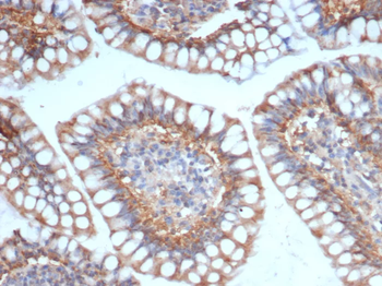 SIGLEC10 Antibody