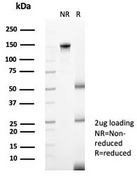 CD207 Antibody