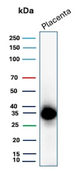 EBI3 Antibody