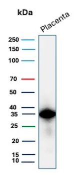 EBI3 Antibody