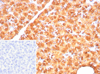 PNLIP Antibody