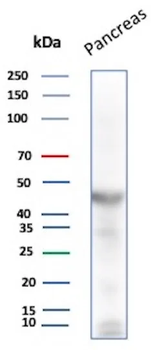 PNLIP Antibody