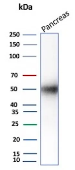 PNLIP Antibody