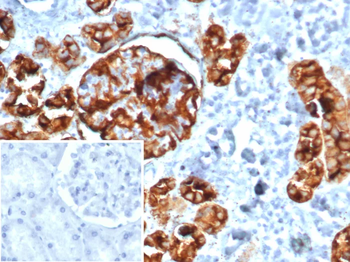 MME Antibody