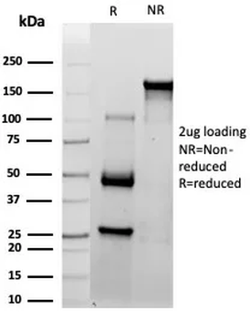 MME Antibody
