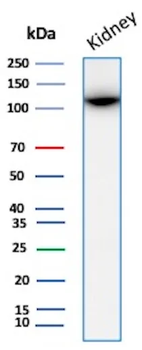 MME Antibody