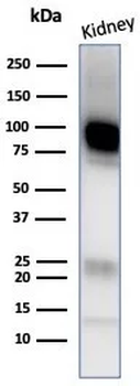MME Antibody