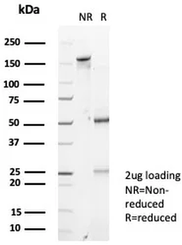 IL18 Antibody