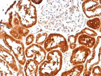 IL18 Antibody
