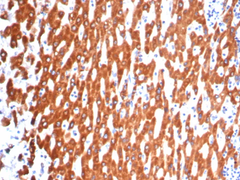 IL18 Antibody