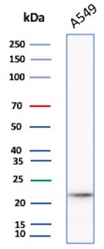 IL18 Antibody