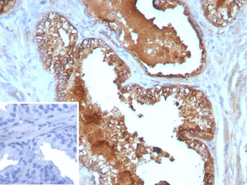 IL10 Antibody