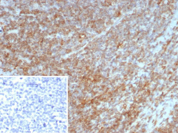 IL7 Antibody