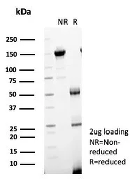 IL7 Antibody