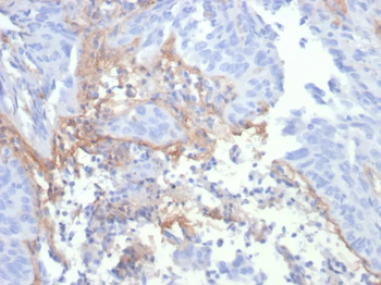 TNC Antibody