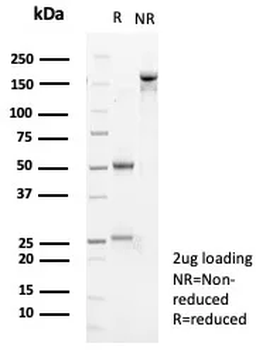 TNC Antibody