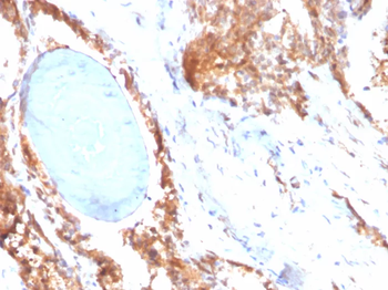 HSP90AB1 Antibody