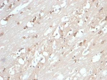 HSP90AB1 Antibody