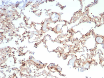 HSP90AB1 Antibody