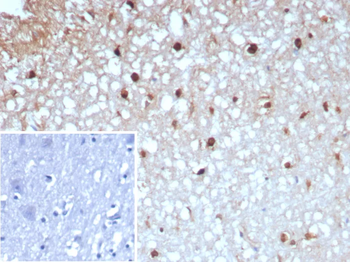 GLUL Antibody