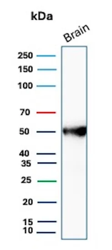 GFAP Antibody