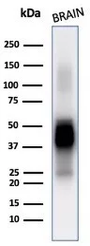 GFAP Antibody