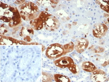 CRYAB Antibody
