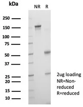 CRYAB Antibody
