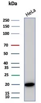 CRYAB Antibody