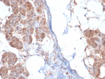 CKB Antibody
