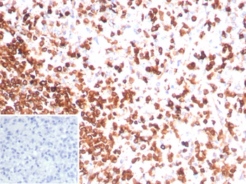 CD3E Antibody